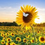 sunflowerfieldwithwhitebutterfly1