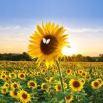 sunflowerfieldwithwhitebutterflyfinal