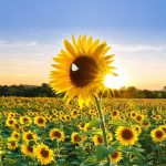 sunflowerfieldwithwhitebutterflyfinal2