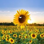 sunflowerfieldwithwhitebutterflyfinal3