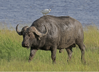 Buffalo – Responsible Leadership