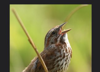 An Easter Reflection: Restored in His Image, Part 1