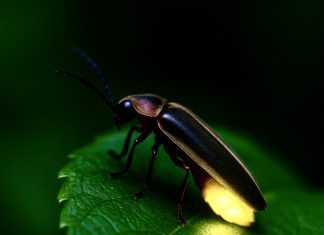 The Spirit Came as a Firefly